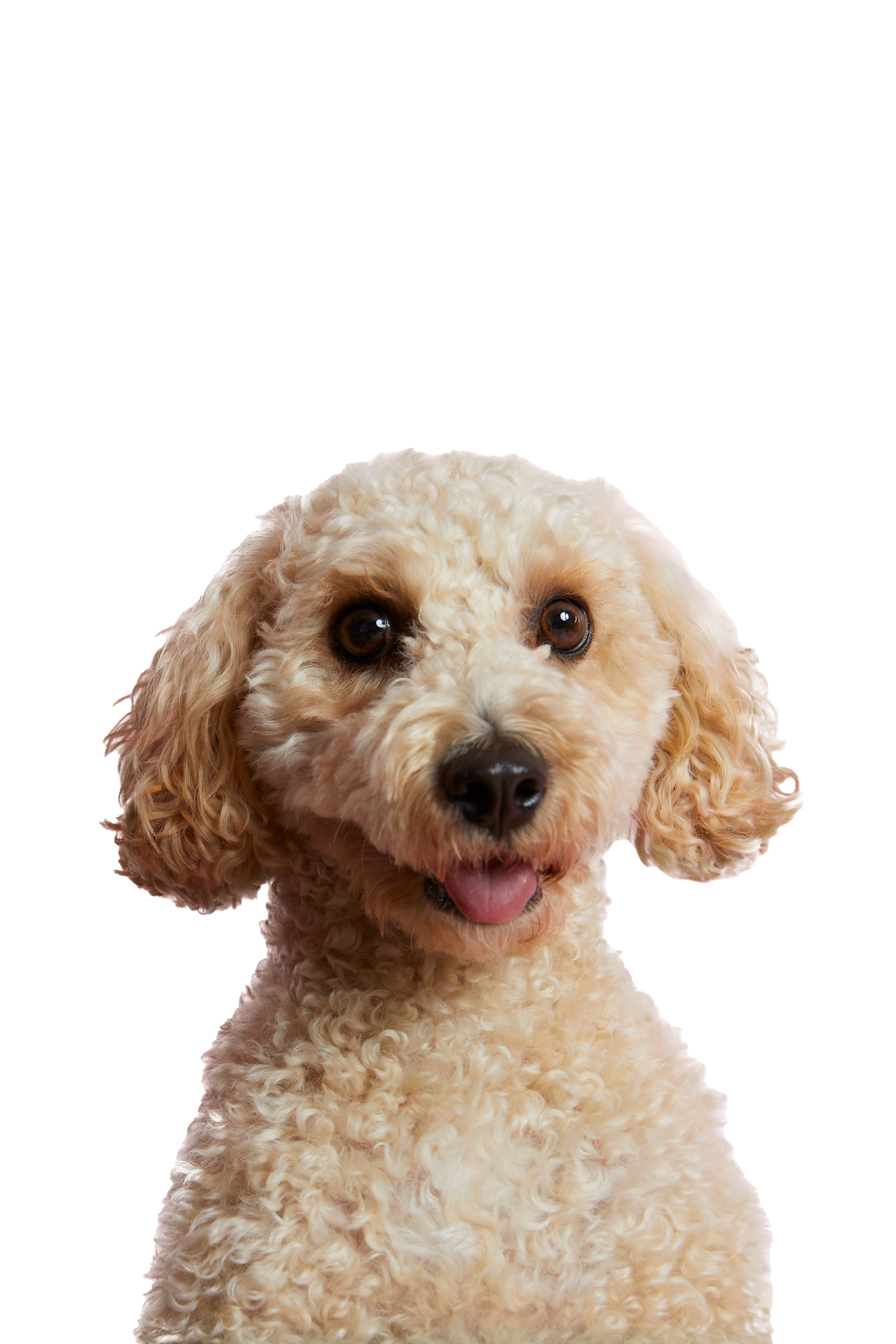 Bailey the dog